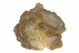 Large, 2"+ Botryoidal Chalcedony Nodules From Morocco - Photo 2
